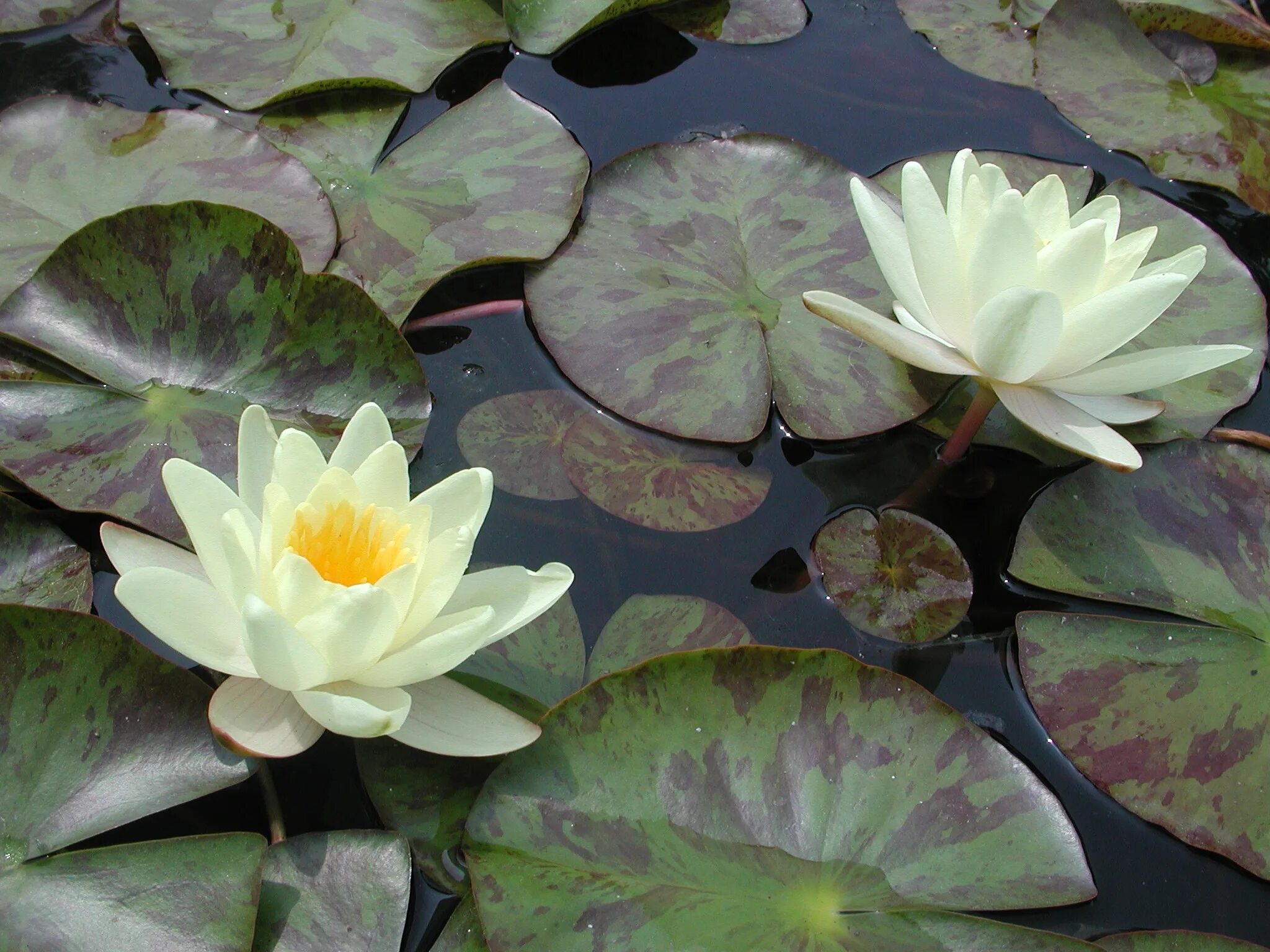 Водяная Лилия/Nymphaea. Кувшинка белая водяная Лилия. Нимфеи водяные лилии. Кувшинка нимфея. Водяные лилии 2