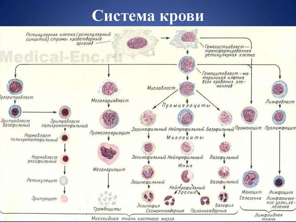 Стадии развития крови. Система образования клеток крови. Созревание клеток крови схема. Схема кроветворения в Красном костном мозге. Схема кроветворения лейкоцитов.