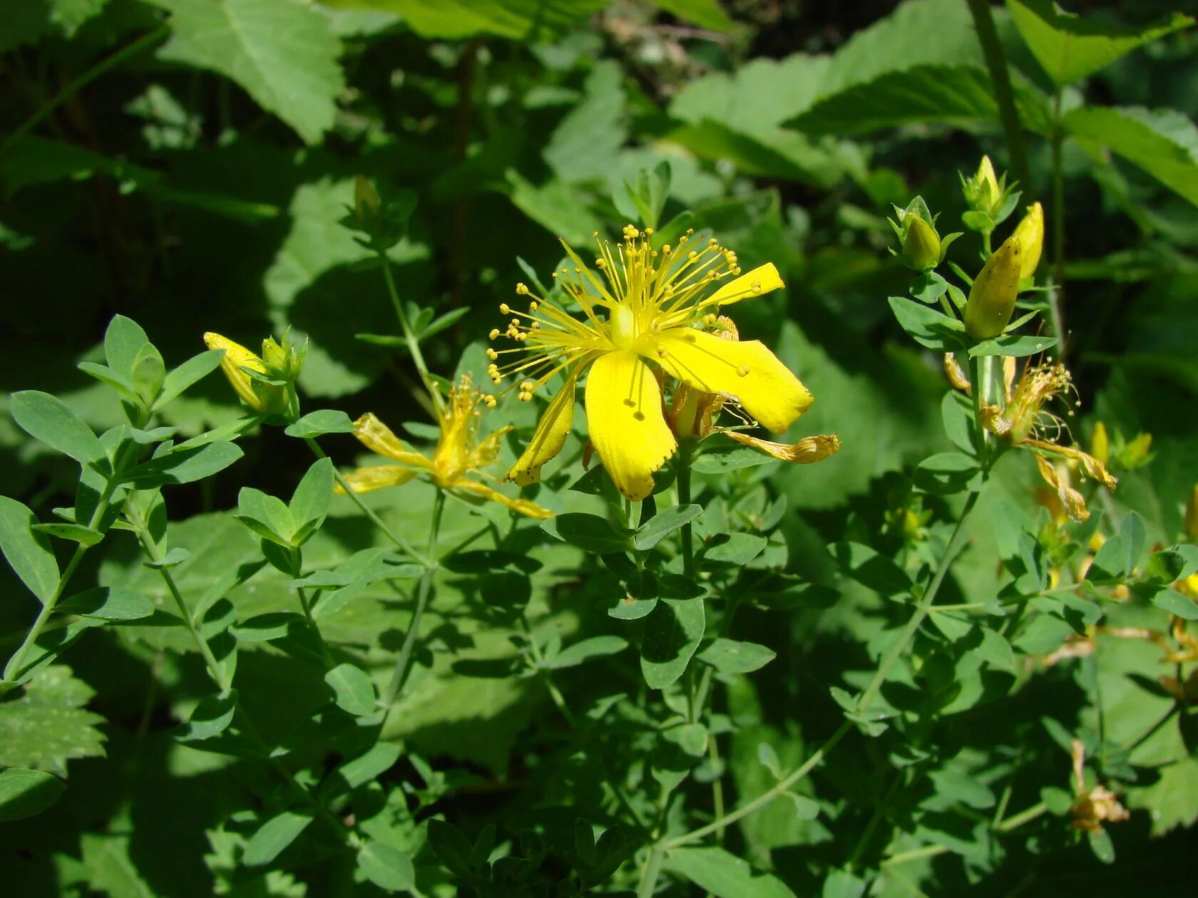 Растение синий зверобой сканворд. Далачой Hypericum perforatum. Далачой (зверобой). Hypericum perforatum l.. Зверобой прямостоячий.