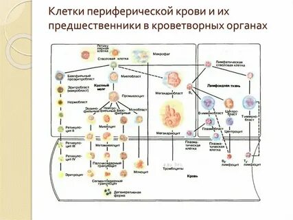 Периферические клетки