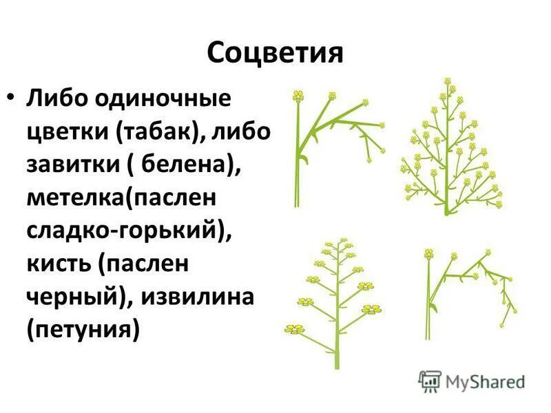 Семейство пасленовые корневая система