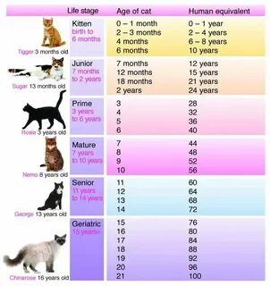 Сколько котятам лет по человеческим меркам