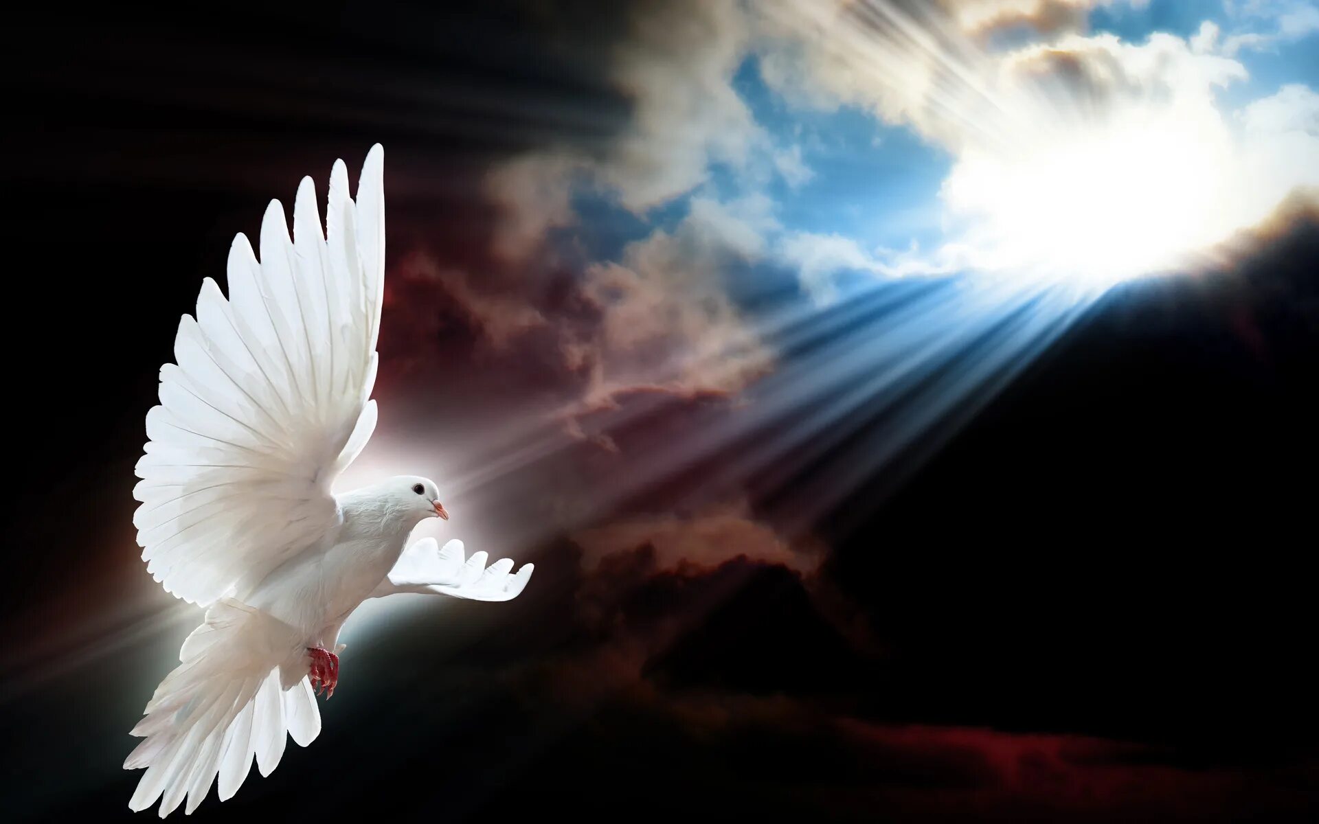 Божья птица это. Голубь Святой дух. Белый голубь. Мир без войны. Голуби в небе.