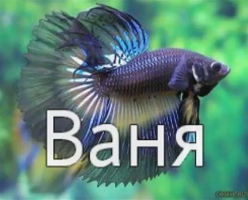 Ваня слово. Ванечка надпись. Ваня слово. Ваня надпись. Ваня надпись.