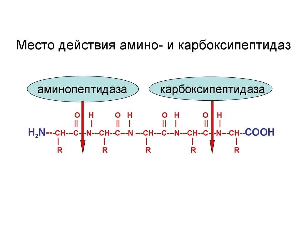 Карбоксипептидаза биохимия. Карбоксипептидаза а расщепляет пептидные связи. Механизм активации карбоксипептидазы. Карбоксипептидаза реакция. Какой фермент способен расщеплять пептиды