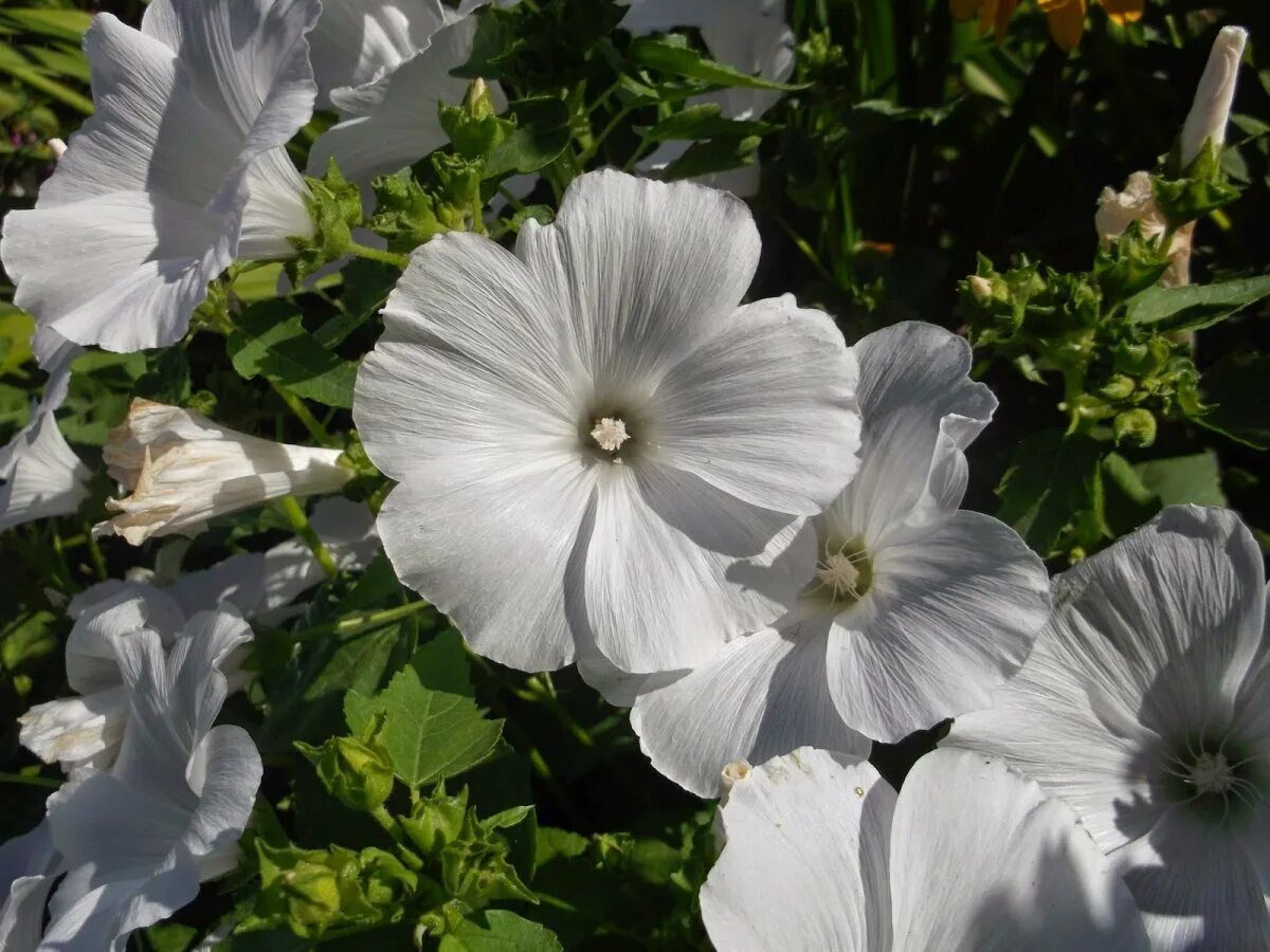 Когда сеять лаватеру на рассаду. Когда сеять лаватеру на рассаду. Лаватера хатьма. Лаватера всходы. Лаватера пикировка рассады.