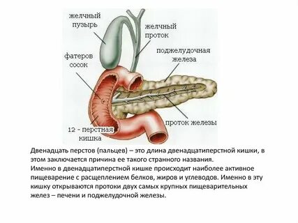 Куда открывается проток