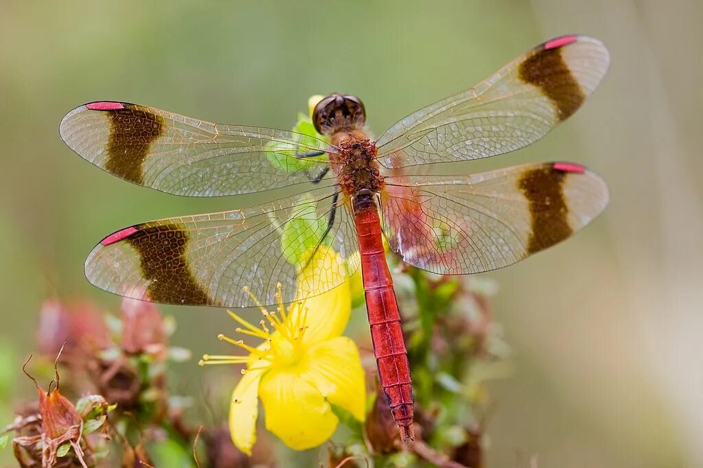 Стрекоза Пьемонтская. Sympetrum pedemontanum. Стрекоза перевязанная красная книга. * Стрекоза перевязанная (Sympetrum pedemontanum all.).