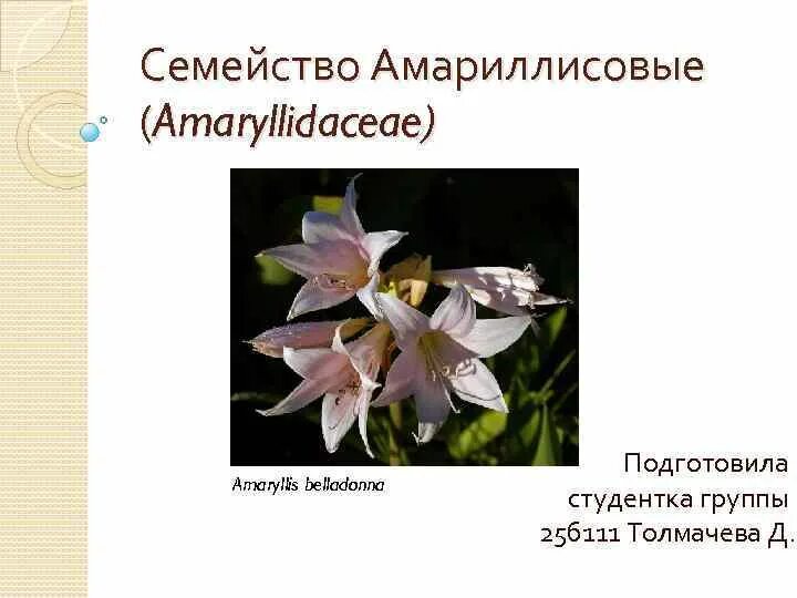 Формула амариллисовых. Амариллисовые формула цветка. семейство амариллисовые формула цветка. диаграмма цветка амариллисовых.