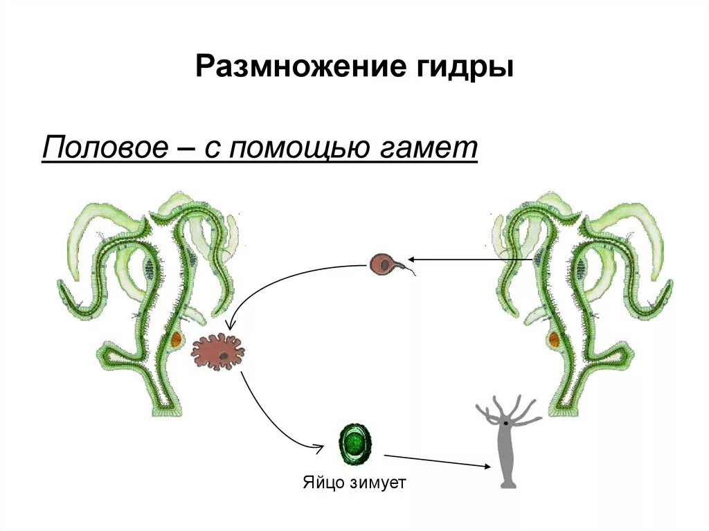 Бесполое размножение гидры пресноводной. Гидра Кишечнополостные размножение. Размножение гидры пресноводной. Бесполое размножение гидры. Пресноводная гидра размножается