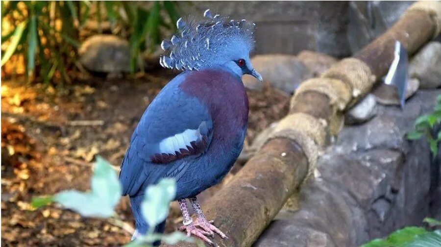 Птица из новой гвинеи 6 букв. Каштановогрудый венценосный голубь. Веероносный голубь (Goura Victoria). Веероносный венценосный голубь птицы новой Гвинеи.