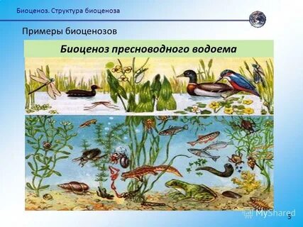 Живой организм пресных вод
