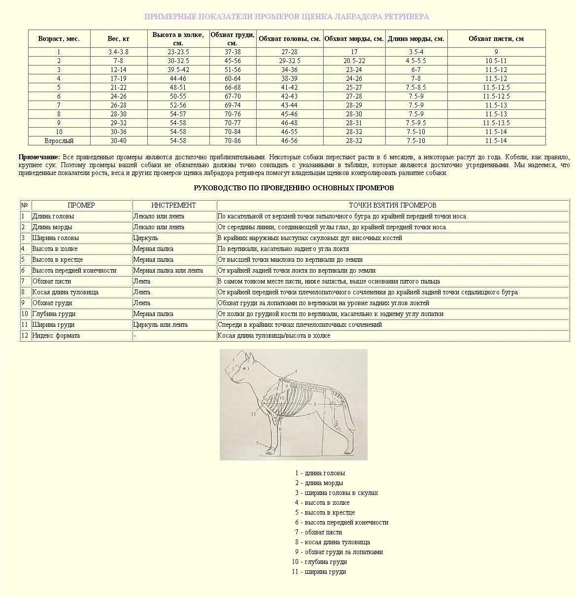 Сколько весит взрослый лабрадор. Рост щенка лабрадора по месяцам таблица. Вес щенка лабрадора в 2 месяца таблица. Щенок лабрадора 2 месяца рост. Таблица промеров лабрадора.