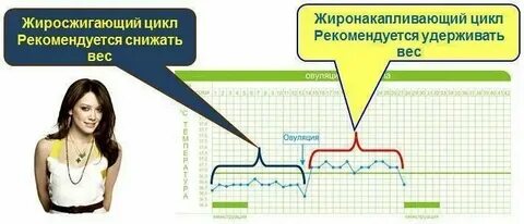 Причины укорочения цикла