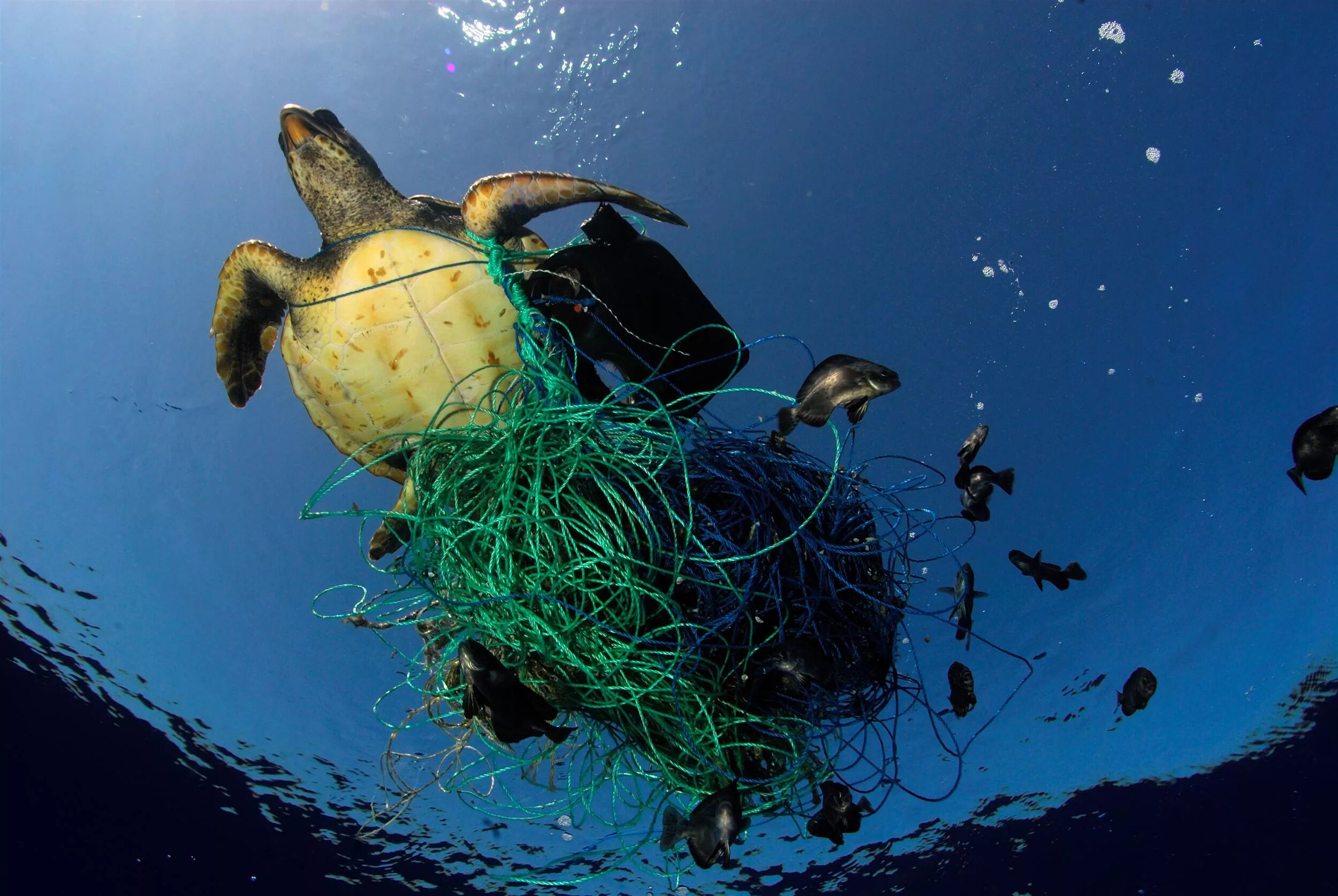 Водоросли запутались в. Загрязнение мирового океана. Морские животные в мусоре. Экология морей и океанов. Загрязнение морей и океанов.