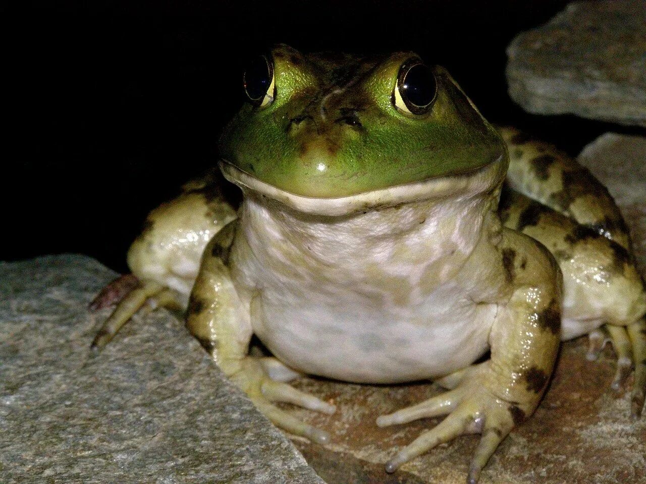 Душу жабу картинка. Green Bullfrog Green Bullfrog. Индокитайская роющая лягушка. Жаба и лягушка. Бычья жаба.