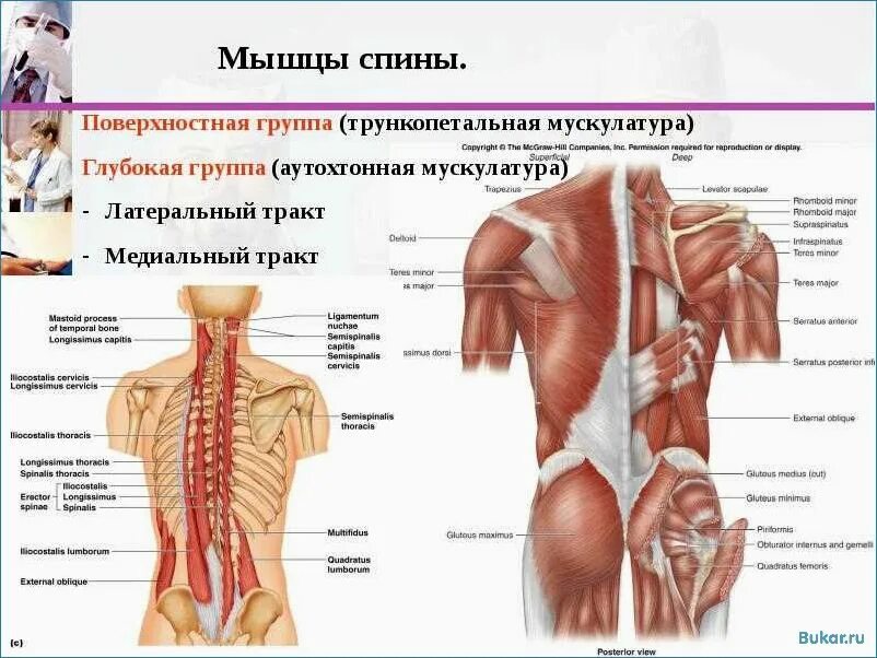 Мышцы спины строение и функции. Топография поверхностных мышц спины. медиальный тракт мышц спины. мышцы спины медиальный тракт анатомия. топография мышц спины анатомия.