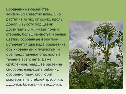 Ядовитые растения какое семейство