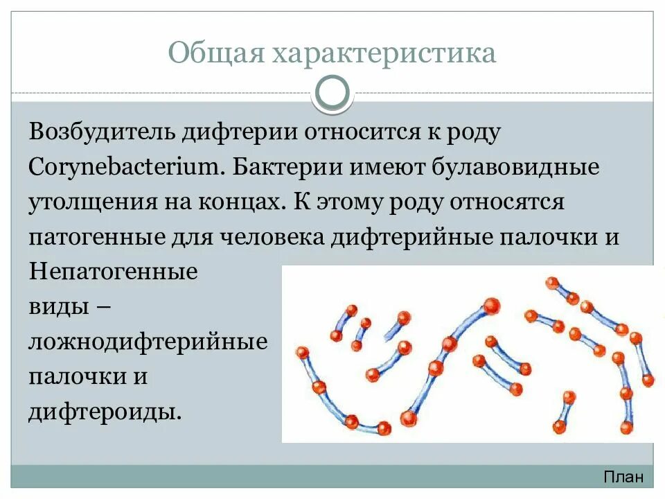 Возбудители дифтерии являются автотрофами сапротрофами. Возбудители дифтерии являются автотрофами сапротрофами