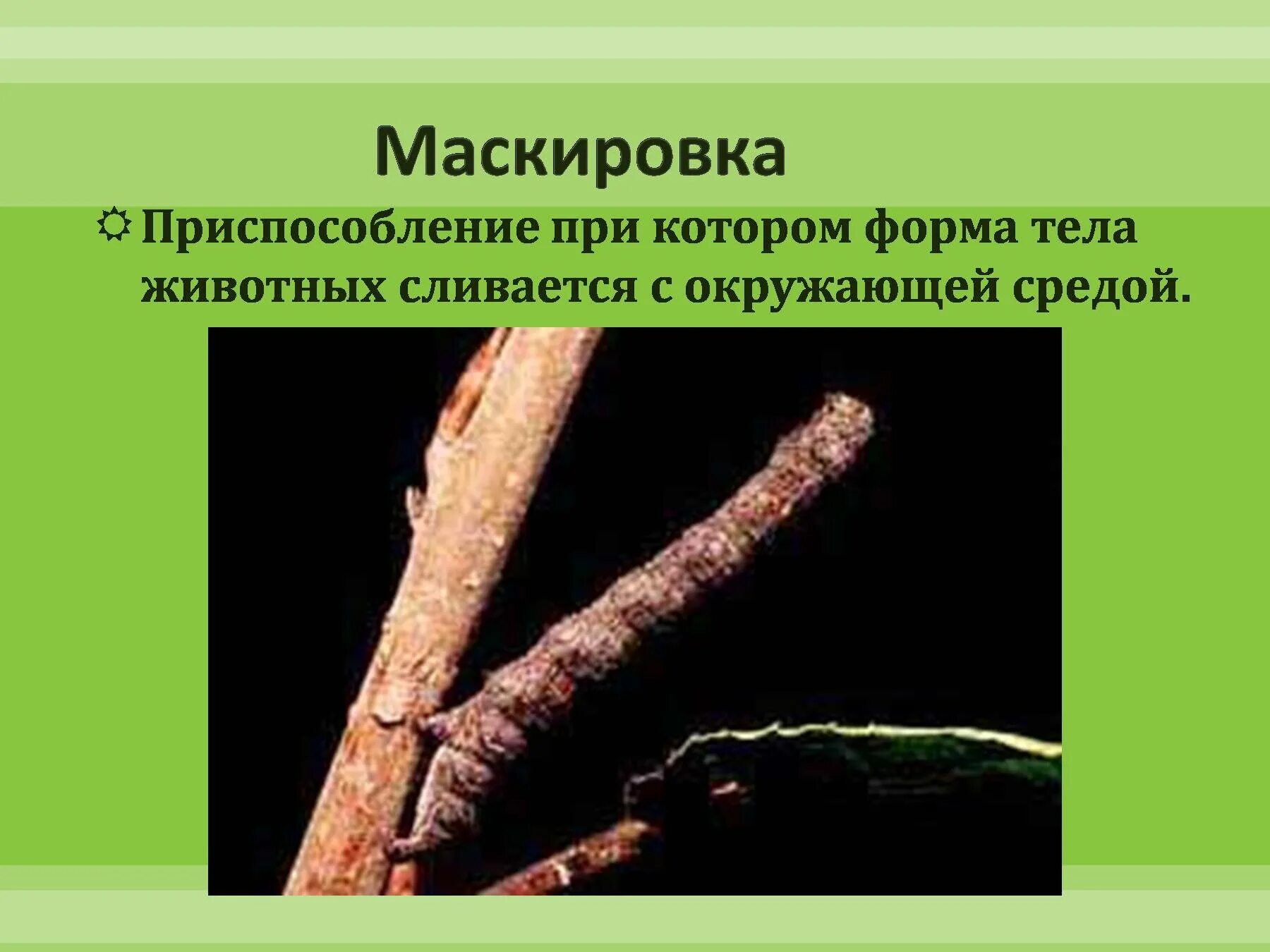 Приспособления животных. Приспособленность животных в лесу. Приспособление животных к условиям обитания. Приспособленность животных в лесу. Приспособления животных смешанных и широколиственных лесов.
