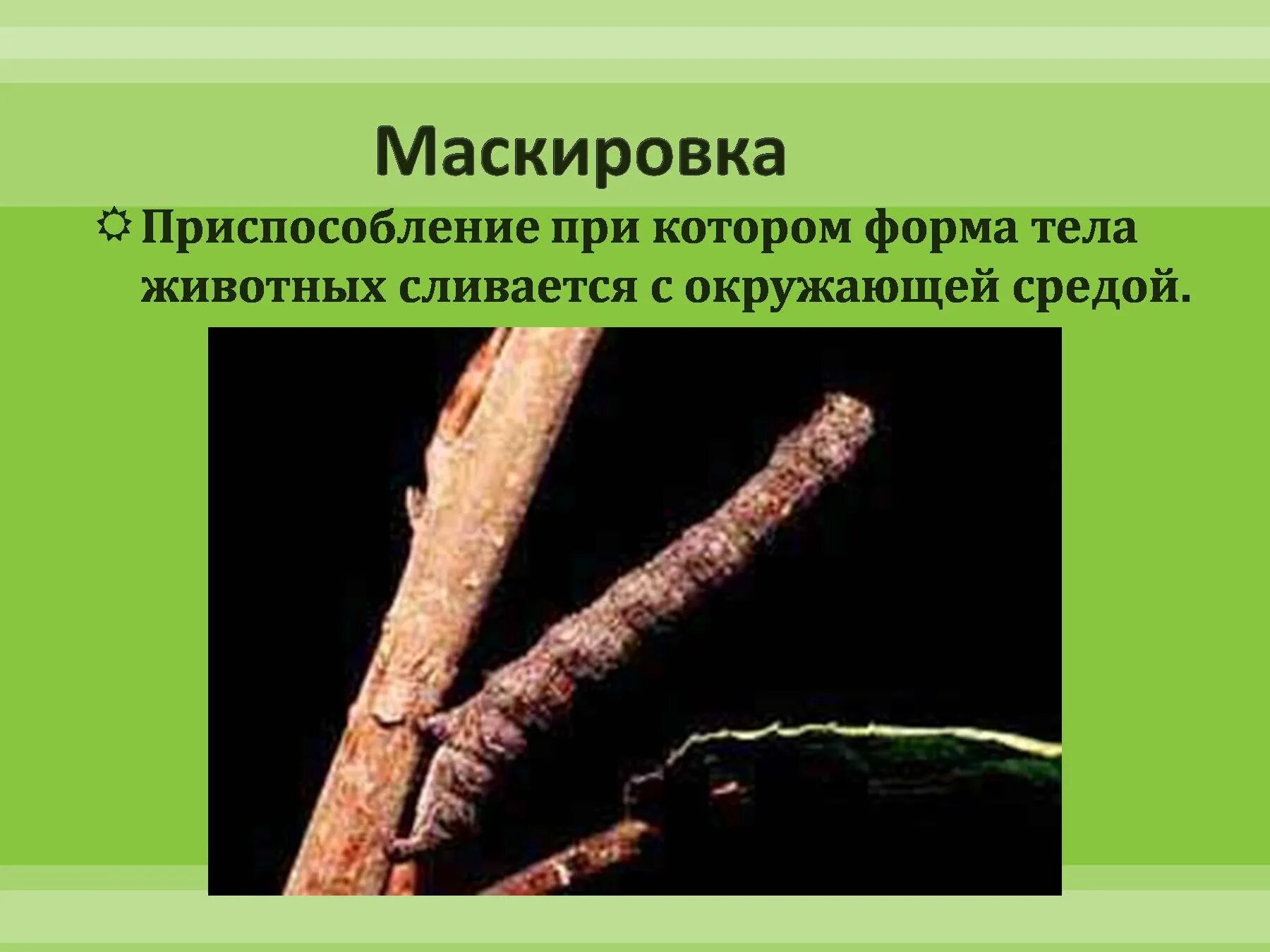 Как животные приспосабливаются к окружающей среде. Как животные приспосабливаются к условиям жизни. Маскировка приспособление. Приспособленность форма тела маскировка.