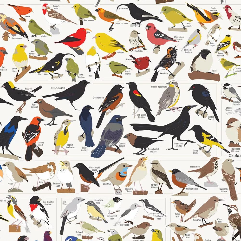 Kind birds. Картины с экзотическими птицами. Картина много экзотических птиц. Красивый принт с птичками. Постер птицы.