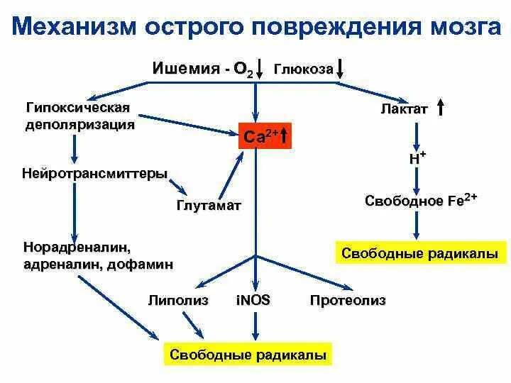 Механизм развития ишемии. Механизмы возникновения ишемии. Гуморальный механизм ишемии. Ишемия механизм образования. Механизмы развития ишемии