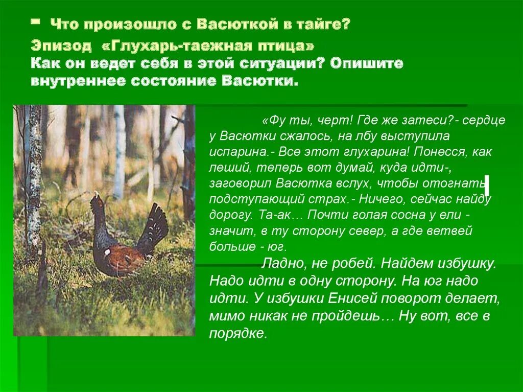 Глухарь из рассказа васюткино озеро. Глухарь Васюткино озеро. Эпизод Васютка в тайге. Васюткино озеро Глухарь Таежная птица. Васютка и Глухарь.