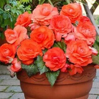 Бегония лососевая