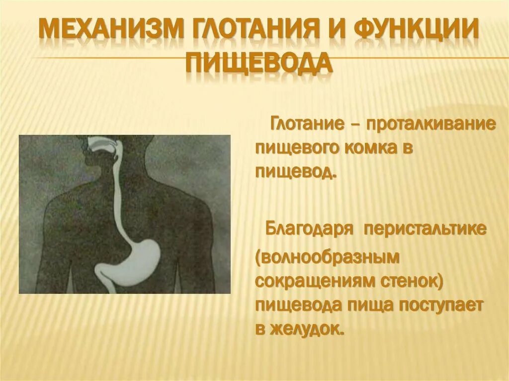 Функции пищевода. Глотание пищевого комка. Процессы происходящие в пищеводе. Функции пищевода в пищеварительной системе.