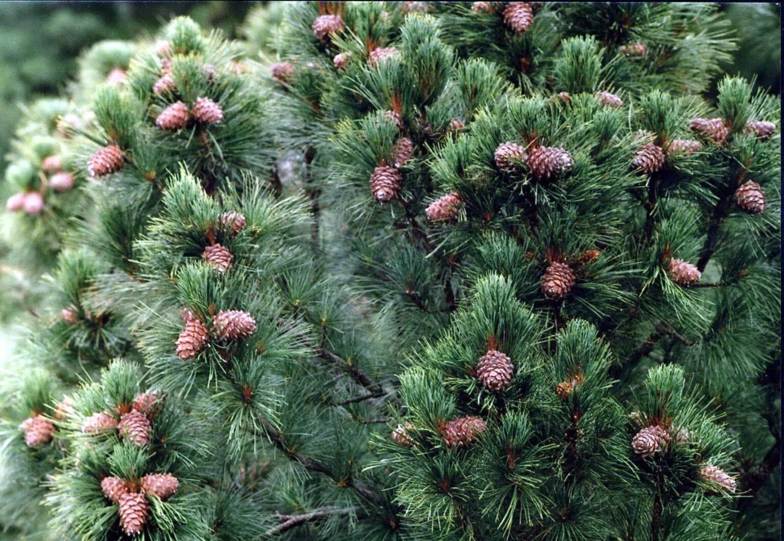 Pinus Cembra. Сосна Кедровая Сибирская Сибирский кедр. Кедровая Сибирская сосна и кедр это. Сосной сибирской (Pinus sibirica).