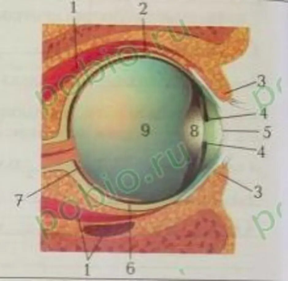 Глаз биология 8 класс кратко. Строение глаза биология 8 класс драгомилов. Структура глаза биология 8 класс. Строение глаза 8 класс биология учебник. Строение глаза из учебника 8 класса.