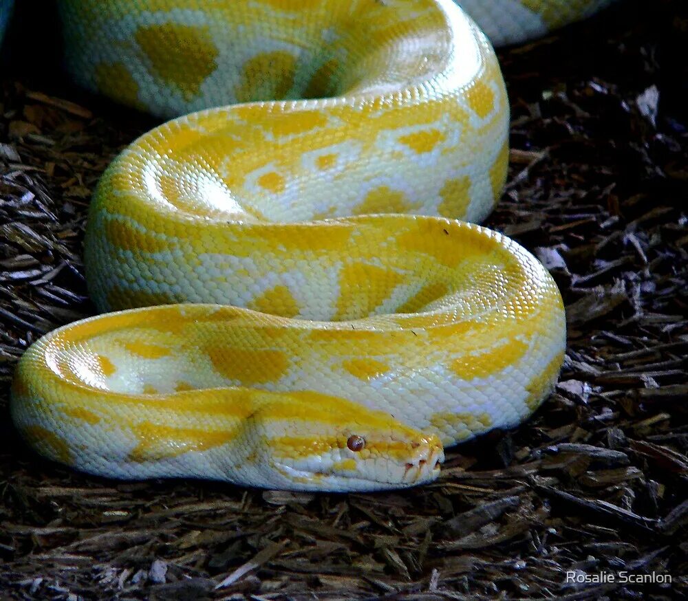 Желтый пятнистый питон. Королевский питон домашний. Королевский питон желтый. Змея тигровый питон альбинос. Тигровый питон жёлто белый.