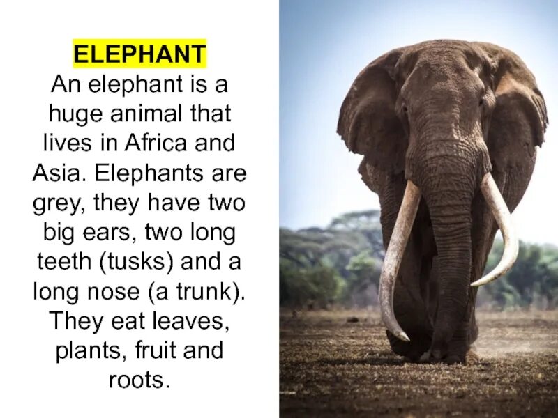 Elephants are big cats. Презентация на тему Asian Elephant. A Elephant или an. An Elephant is a huge animal that Lives in Africa and Asia. An Elephant is a big animal 3 класс.