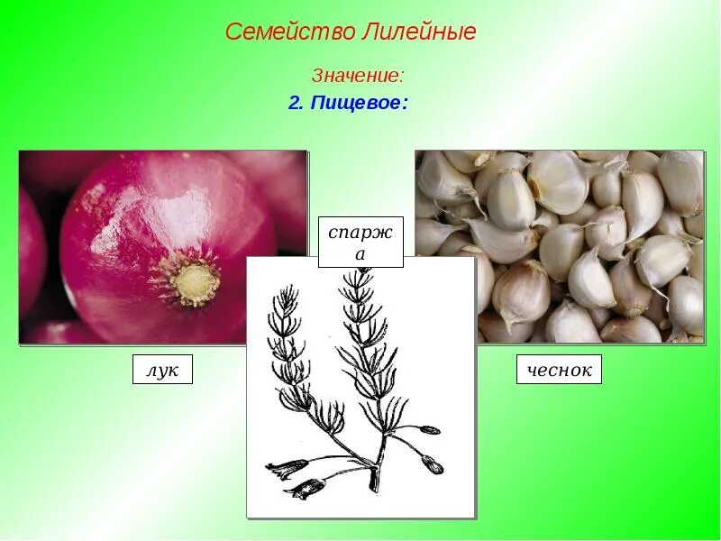 Каково значение семейства лилейных в жизни человека. Семейство Лилейные. Чеснок семейство Лилейные. Семейство Лилейные значение. Лук семейство Лилейные.