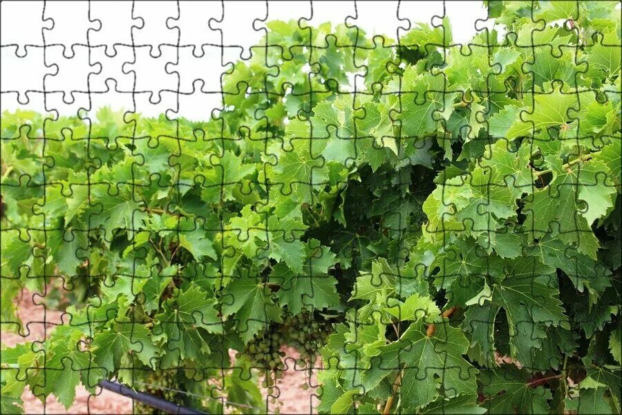 Виноградная лоза в дереве. Виноградная лоза листья. Виноград vitis vinifera. Виноград чауш. Куст винограда.