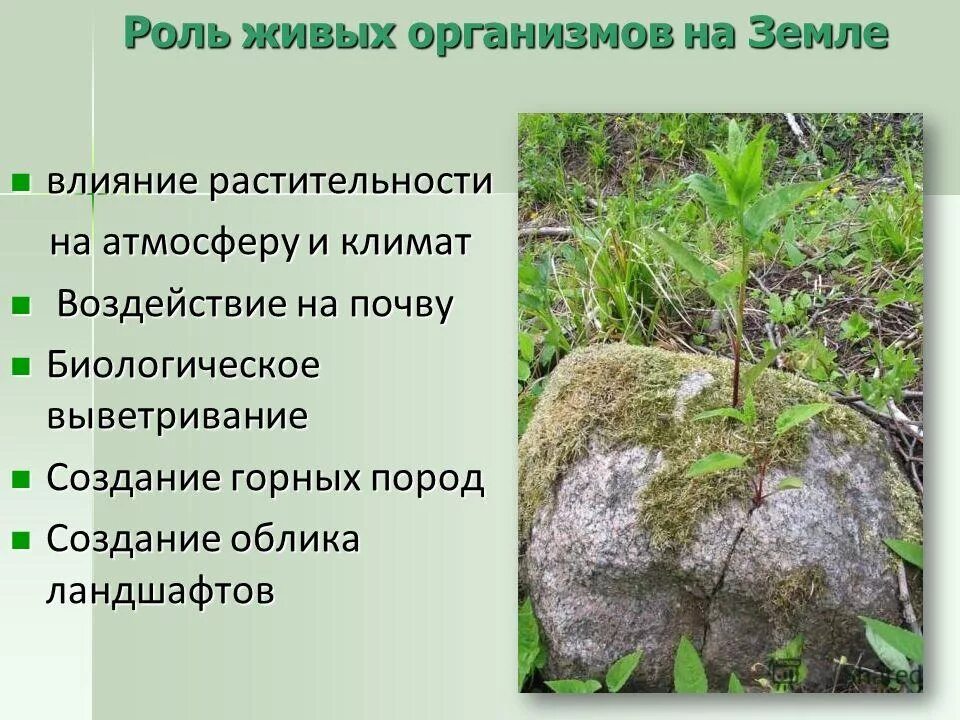 почвенный покров. какова роль живых организмов в образовании почвы. роль живых организмов в жизни земли. растения участвуют в образовании почвы. сообщение о почве.