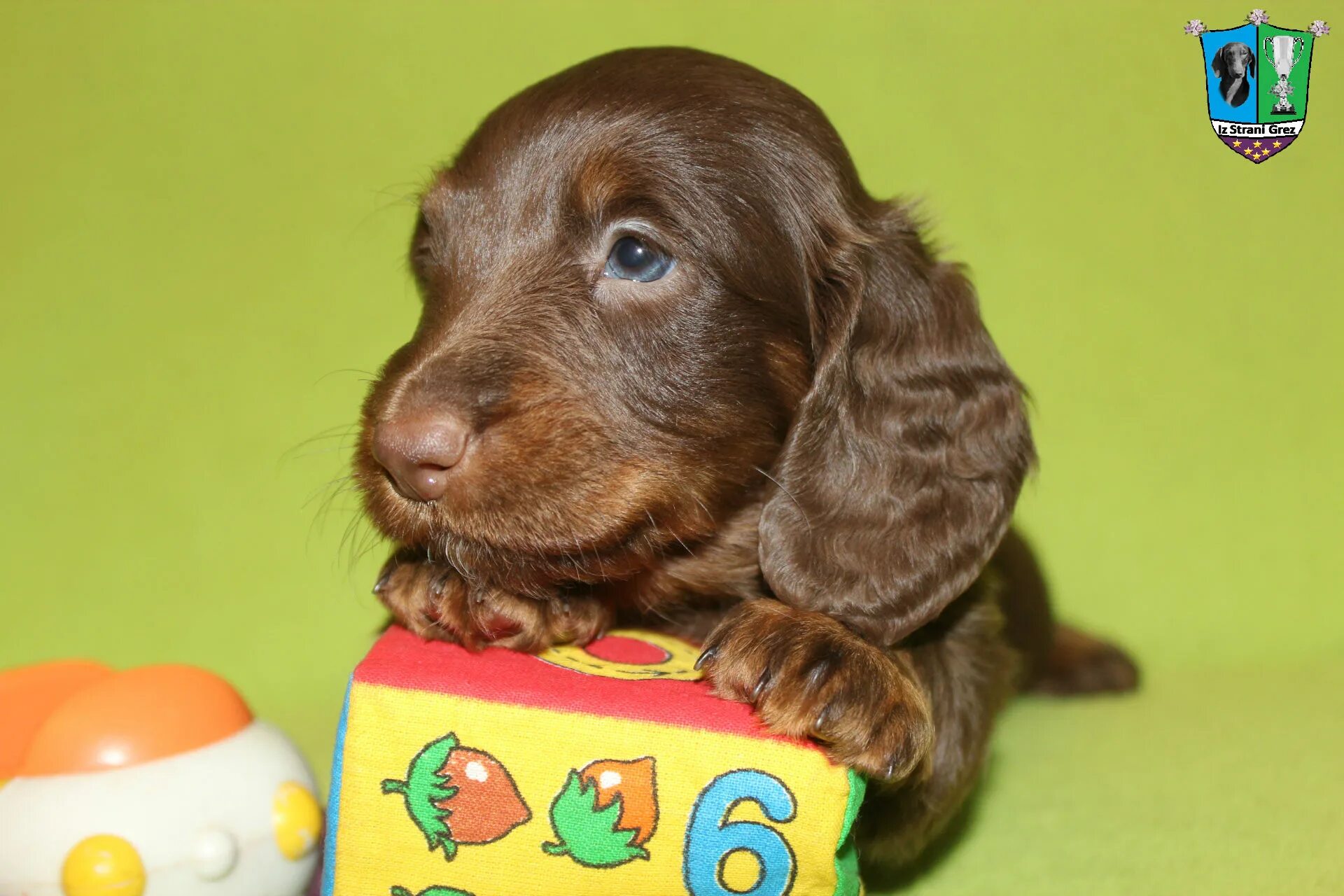 Ciao cacao 2 is stream grez. Maks grez. Maks grez. Maks grez. макс фрай сладкие грезы гравви обложка.