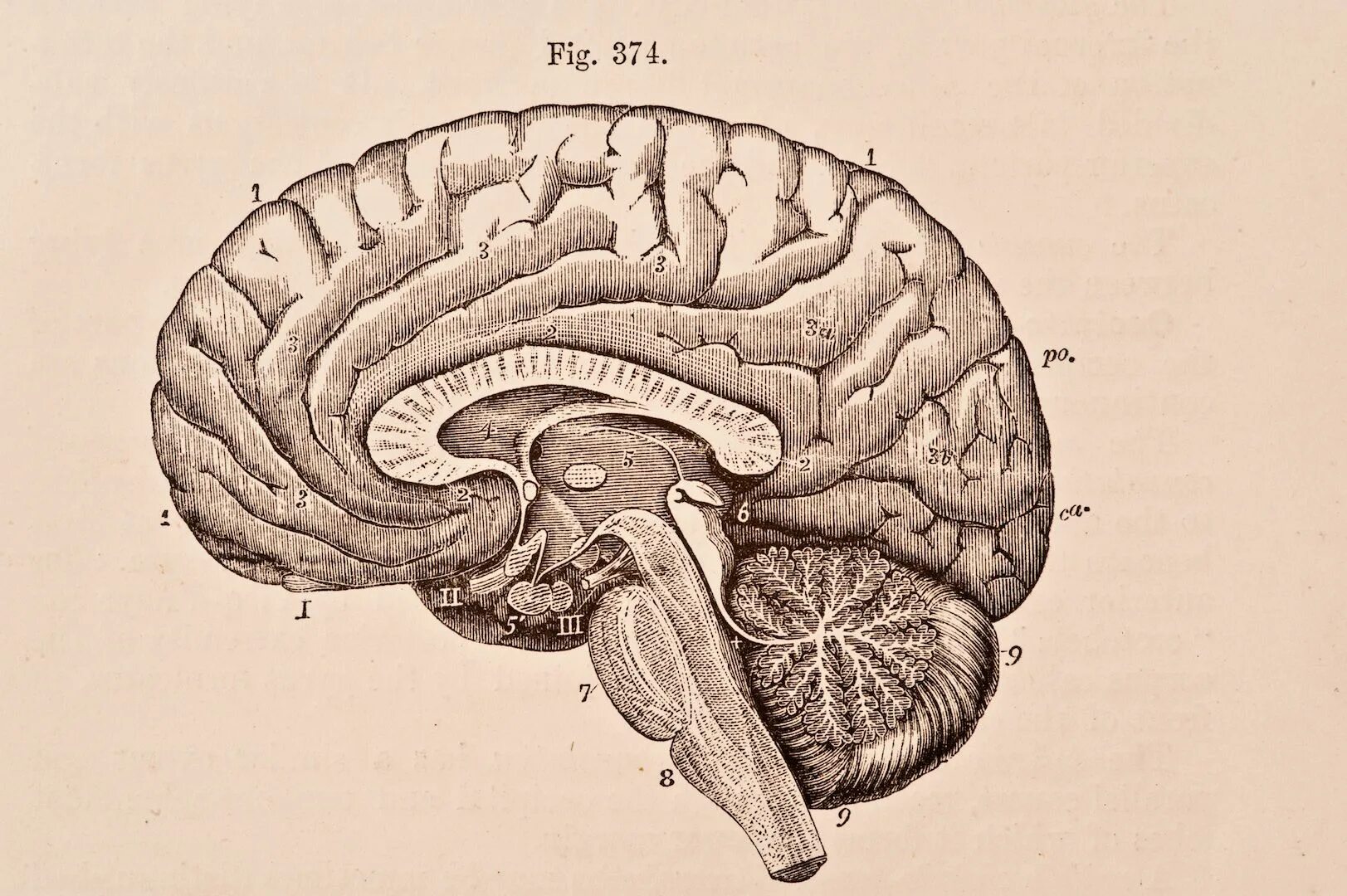 Brain 70. Мозг анатомия. Мозг рисунок анатомия. Головной мозг рисунок. Ствол головного мозга рисунок.