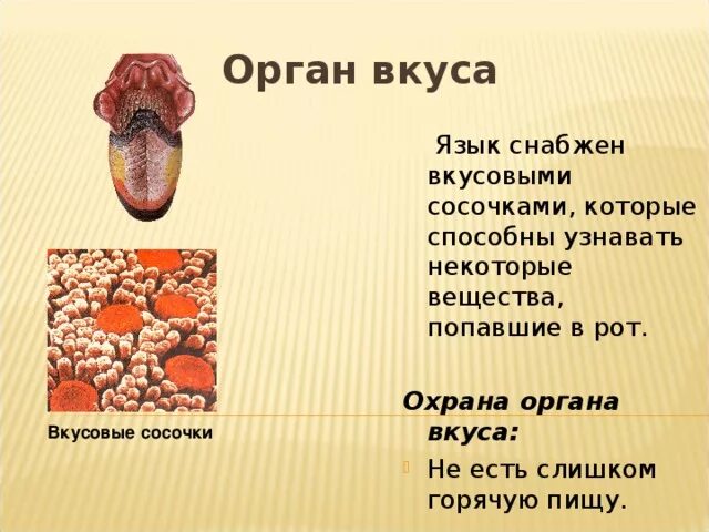 Пищеварение в ротовой полости язык. Вкусовые зоны языка человека. Вкусовой анализатор презентация. Язык орган вкуса презентация. Язык орган чувств.
