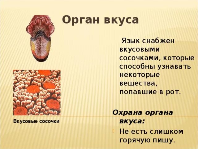 Язык орган чувств. Язык как орган чувств. Презентация на тему орган вкуса.