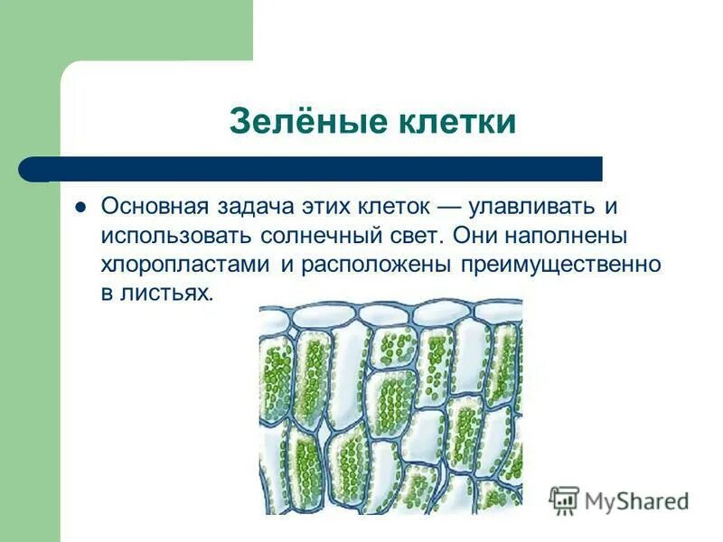 строение клетки хлоропласты. сколько зеленых клеток. бесполое размножение хлореллы. хлоропласты в растительной клетке. зеленые водоросли под микроскопом.