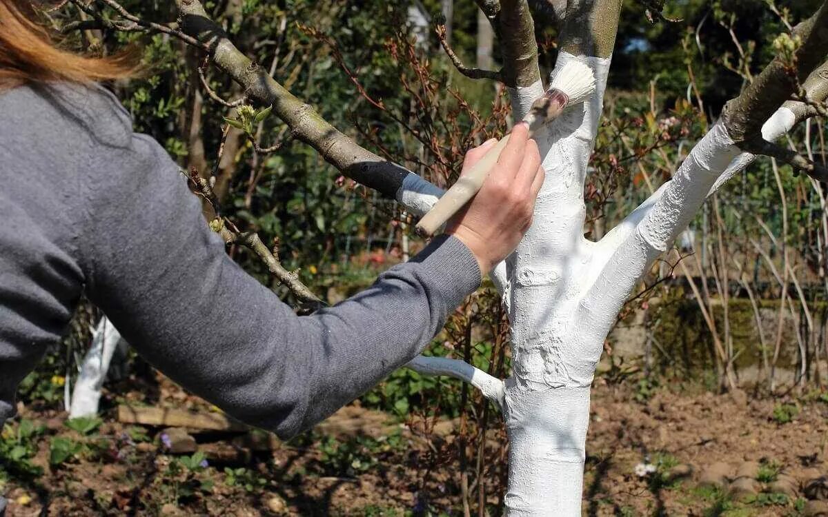 Побелка деревьев в саду. Весенняя побелка плодовых деревьев. Побелка деревьев в саду весной. Бороздование коры плодовых деревьев. Осенняя побелка деревьев.