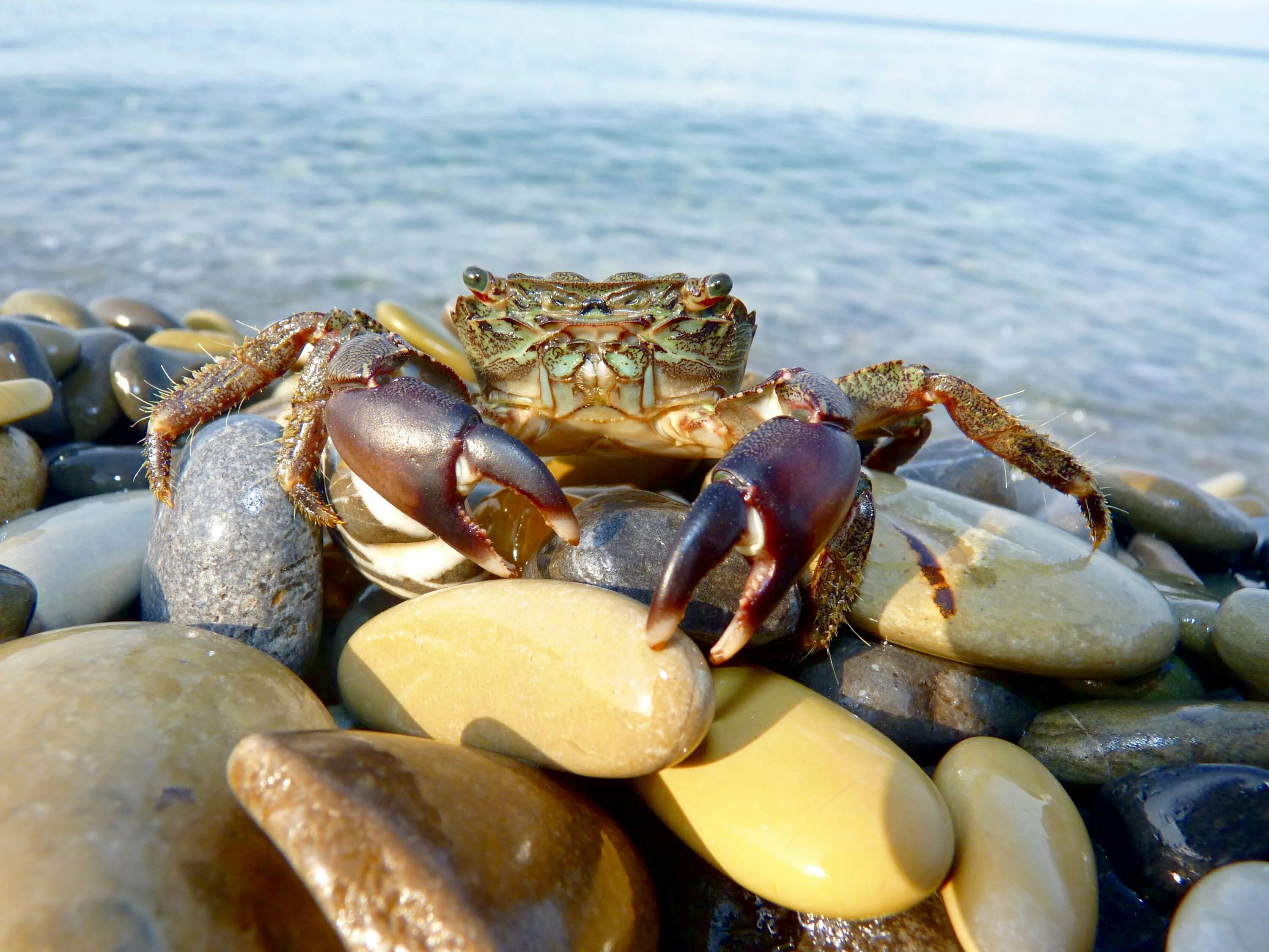 Обитатели крыма. Краб Краснюк черное море. Черноморский каменный краб. Каменный краб черного моря. Травяной краб черного моря.