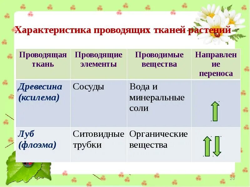 Проводящая ткань свойства