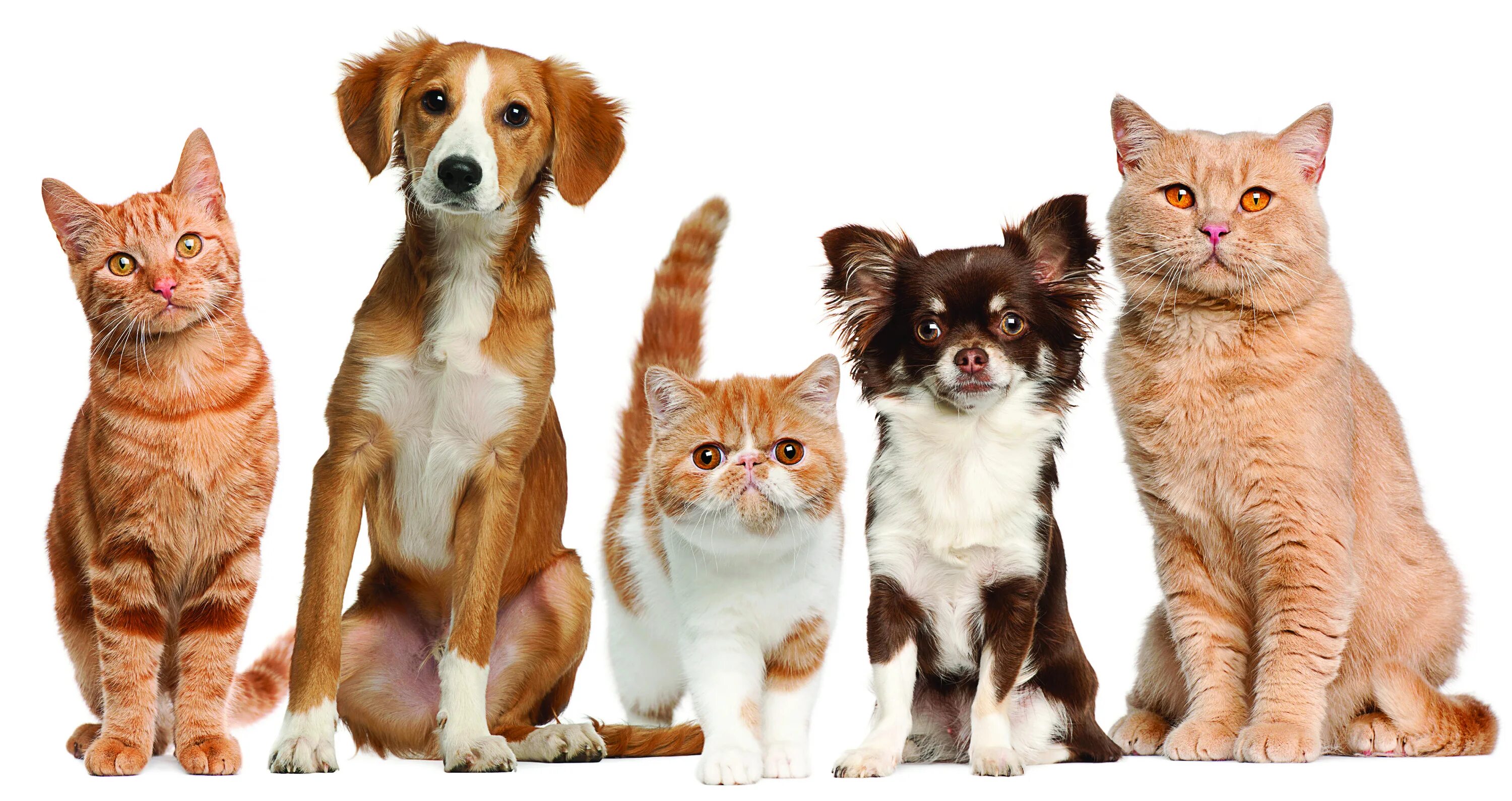 Собачки и кошечки. Домашние животные кошки и собаки. Картинки кошек и собак. Кошка и собака на белом фоне.