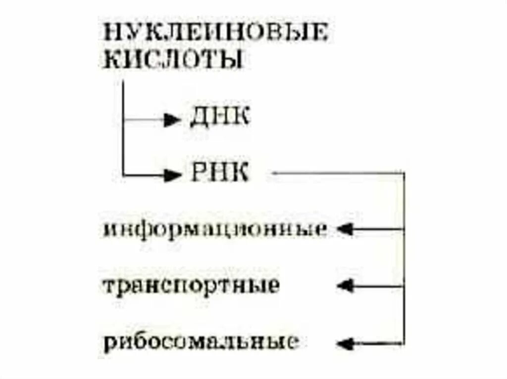 Классификация нуклеиновых кислот. Классификация нуклеиновых кислот схема. Классификация нуклеиновых кислот биология. Нуклеиновые кислоты схема. Нуклеиновые кислоты рнк функции