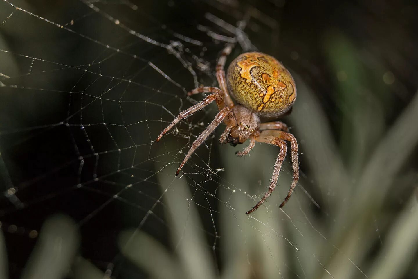 Паук araneus marmoreus. Оранжевый паук-araneus marmoreus. Мраморный крестовик (araneus marmoreus). Мраморный крестовик. Крестовик обыкновенный паук.