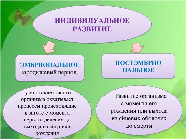 Онтогенез просто. Индивидуальное развитие. Развитие организма. Индивидуальное развитие организма это в биологии. Индивидуальное развитие организмов 9 класс.