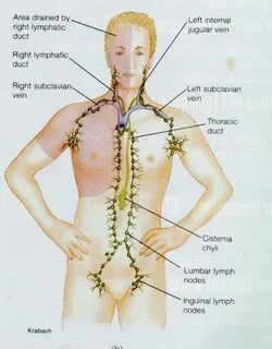 Лимфоузлы в животе